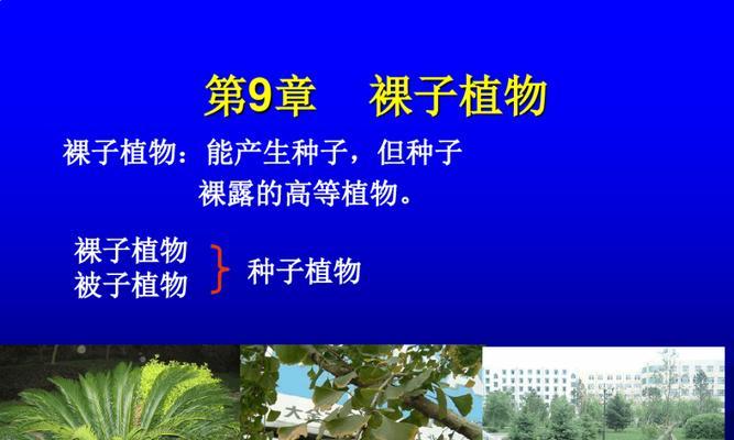 秋海棠的简介
