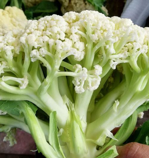 秋花菜的种植与养护（打造美丽秋季花园的秘诀）