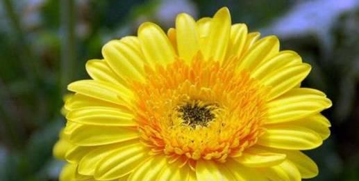 秋季开花的植物（探秘秋季花海）