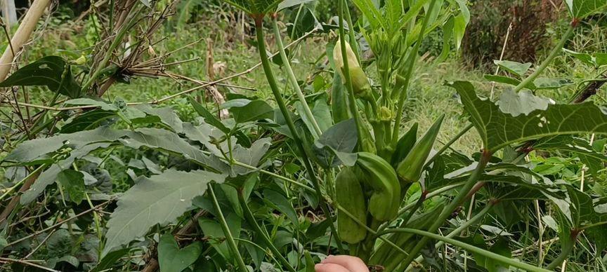 秋葵的采摘时间和收获季节（了解秋葵的生长特点）