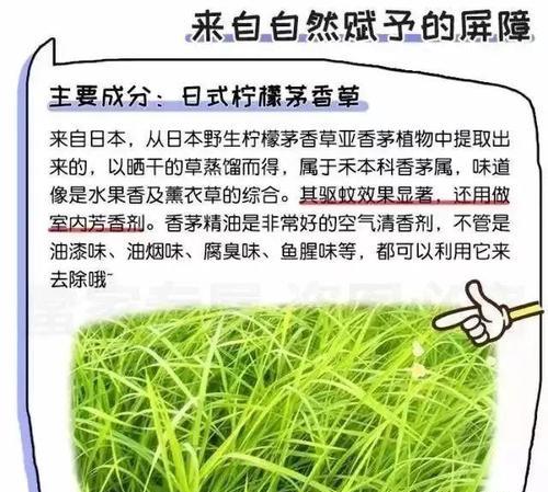 如何储存秋葵（掌握储存秘诀）