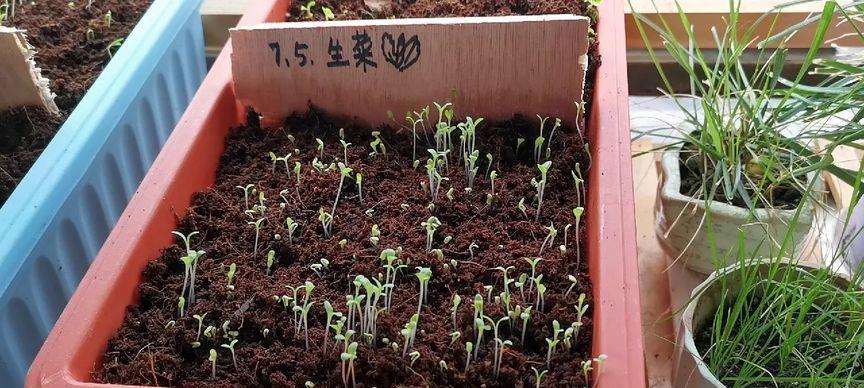 秋葵种子发芽时间及播种技巧（掌握这些小技巧）