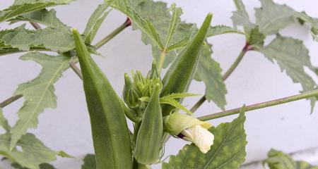种秋葵别挖坑，直接种最省心（秋葵种子直接种是最佳选择）