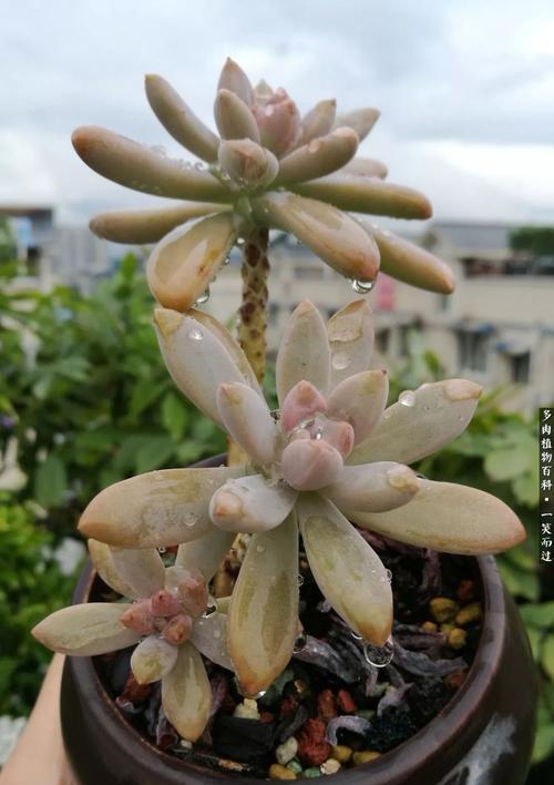 秋丽开花后的处理技巧（让秋丽焕发更美的花海）