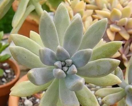 秋丽开花后的处理技巧（让秋丽焕发更美的花海）