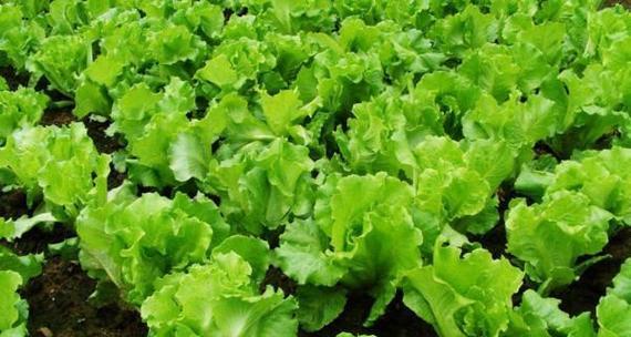 秋天适合种什么菜（打造丰收的菜园子）