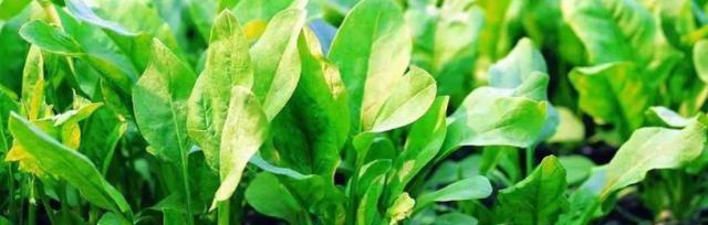 秋天适合种什么菜（打造丰收的菜园子）