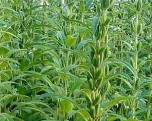 秋芝麻种植时间和方法（为您详解在几月份播种最佳的方法）