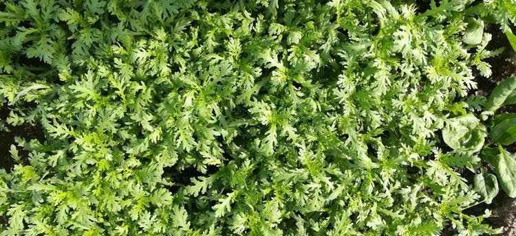秋茼蒿种植的时间和方法（科学规划种植）