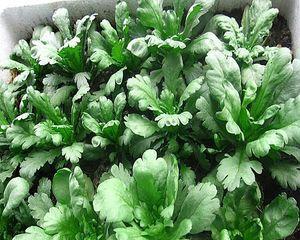 秋茼蒿种植的时间和方法（科学规划种植）