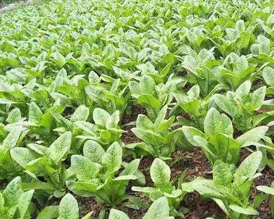 秋莴笋种植与栽培管理技术（轻松掌握秋莴笋种植时间和方法）