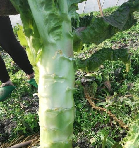秋莴笋种植与栽培管理技术（轻松掌握秋莴笋种植时间和方法）