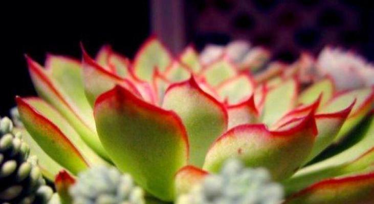 如何养护塞布丽娜绣球花（打造美丽的花园——塞布丽娜绣球花的栽培技巧）