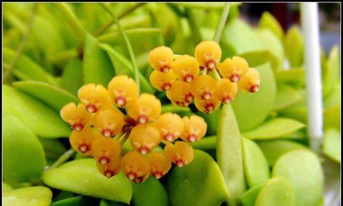 球兰花骨朵之美（探寻球兰花骨朵的形状特点）