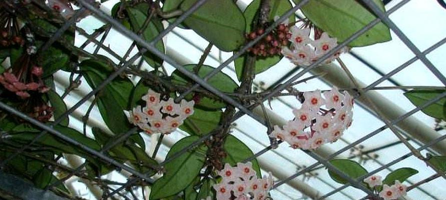 球兰花种植指南（适合几月份种植）