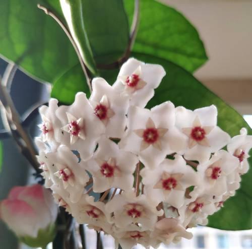 球兰花的毒性及危害（小心）