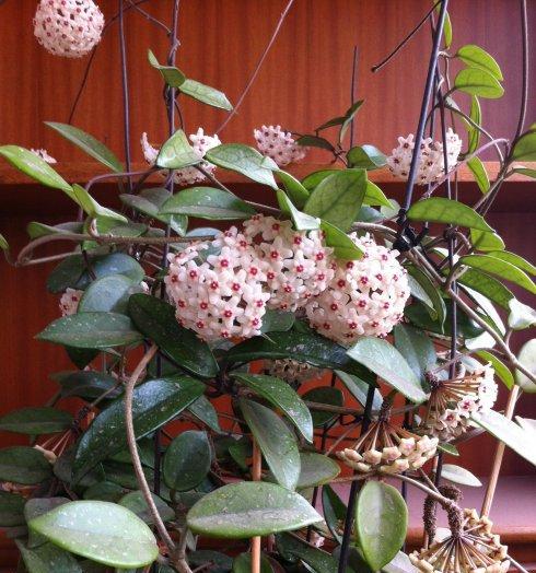 球兰花有毒吗（了解球兰花毒性）