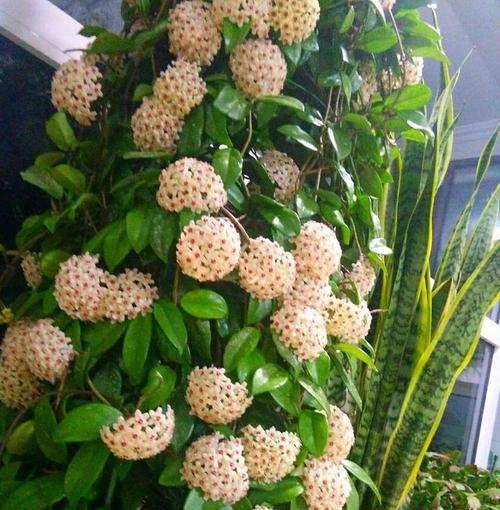 球兰花有毒吗（了解球兰花毒性）