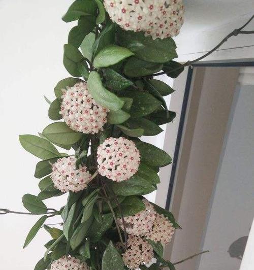 球兰花有毒吗（了解球兰花毒性）
