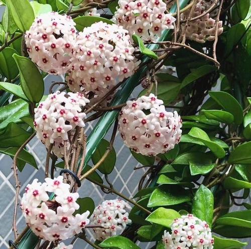 球兰开花的预示与含义（揭秘球兰开花背后的意义与预兆）