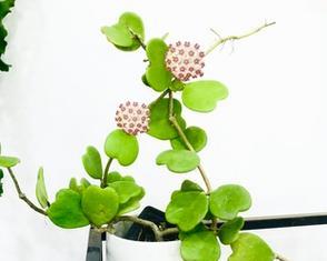 球兰耐阴吗（球兰耐阴的真相揭秘）