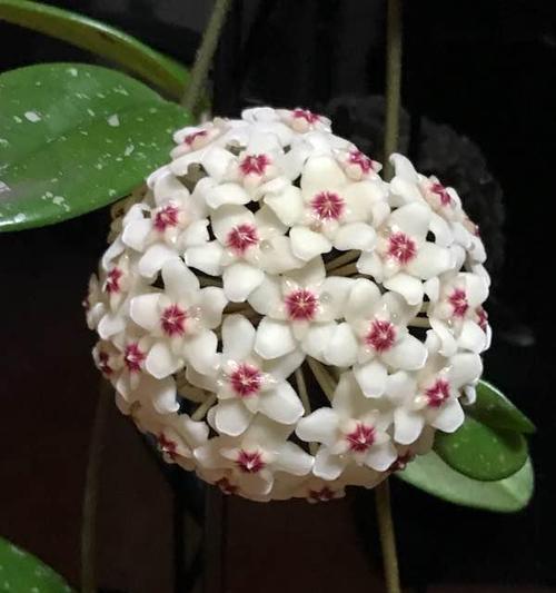 球兰开花时间及养护技巧（掌握球兰花期）