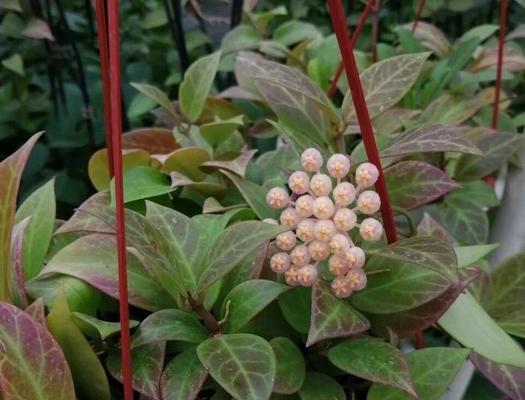 球兰开花时间及养护技巧（掌握球兰花期）