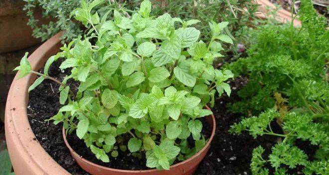 植物驱虫，让害虫远离你（掌握这些植物）