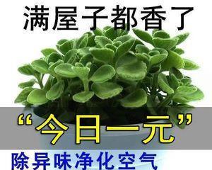 植物驱虫，让害虫远离你（掌握这些植物）