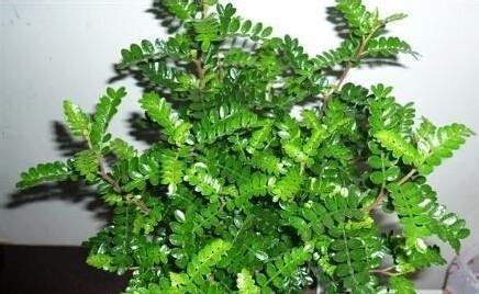 驱蚊草的繁殖方法和注意事项（让你轻松培育属于自己的驱蚊草园）