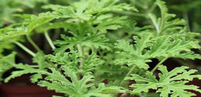 驱蚊草的繁殖方法和注意事项（让你轻松培育属于自己的驱蚊草园）