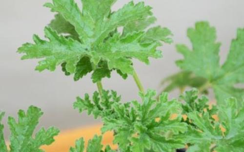 如何让驱蚊草安全度过冬季（驱蚊草的养护和防冻技巧）