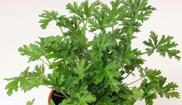 驱蚊草的养殖技巧，快速实现爆盆（以养护、施肥、浇水、剪枝为基础）