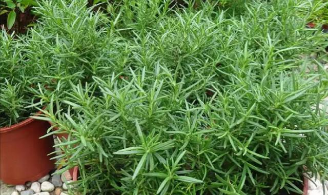 驱蚊草的养殖技巧，快速实现爆盆（以养护、施肥、浇水、剪枝为基础）
