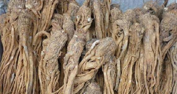 全当归的功效与作用（探究中药之王的神奇魅力）