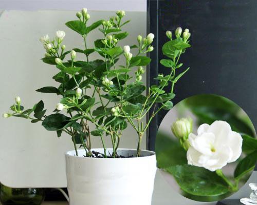 全年开花的花卉盛宴（15种可爱的花卉）