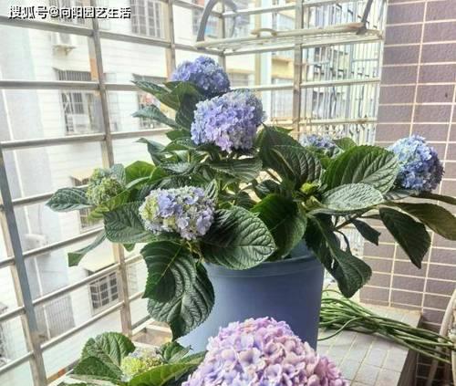 为什么绣球花不适合在室内养（室内环境无法满足绣球花生长需要）