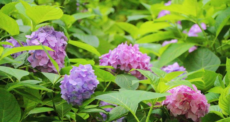 绣球花的花语与象征（解读绣球花代表的意义与文化内涵）