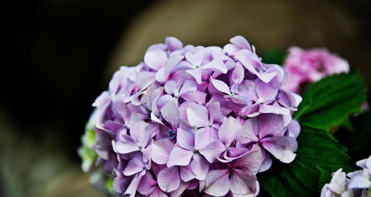 绣球花的花语及寓意（揭秘绣球花的传说故事和象征意义）