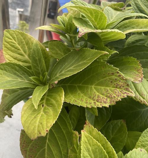 揭秘绣球花为何冬天会掉叶子（探究绣球花的生长特点及对环境的适应性）