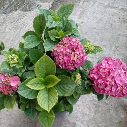 绣球花的浇水时间与频率（让你的绣球花健康生长）