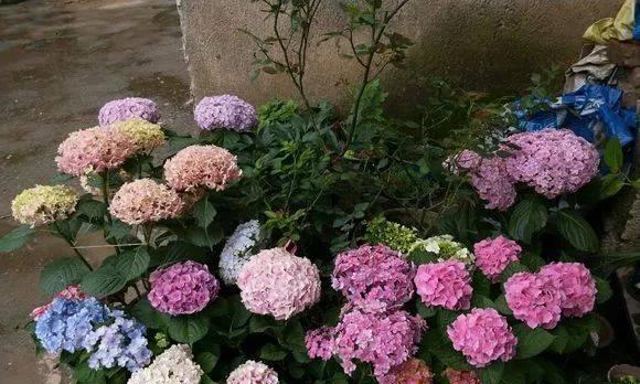 绣球花的浇水时间与频率（让你的绣球花健康生长）
