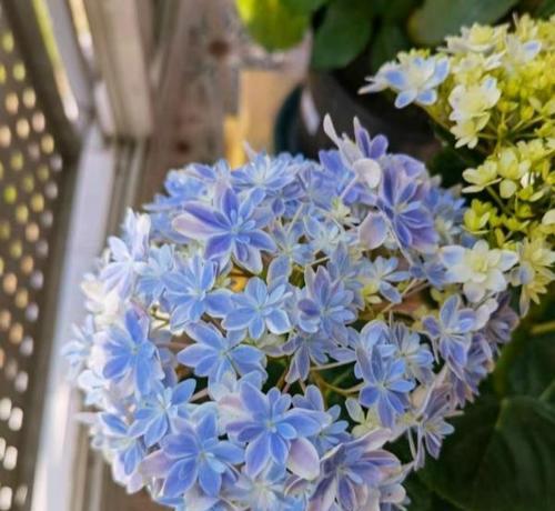 如何轻松养活绣球花（家居装饰首选——绣球花）