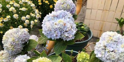 如何轻松养活绣球花（家居装饰首选——绣球花）
