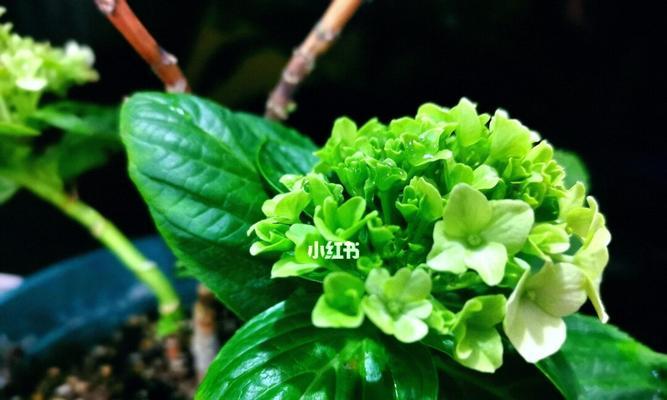 如何轻松养活绣球花（家居装饰首选——绣球花）