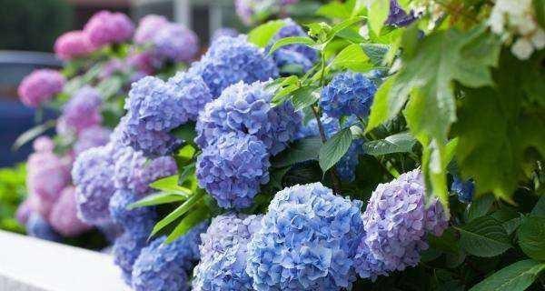 绣球花开花周期及关键因素解析（探究绣球花的生长习性及开花规律）