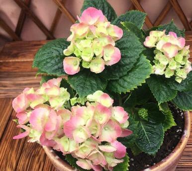 绣球花开花周期及关键因素解析（探究绣球花的生长习性及开花规律）