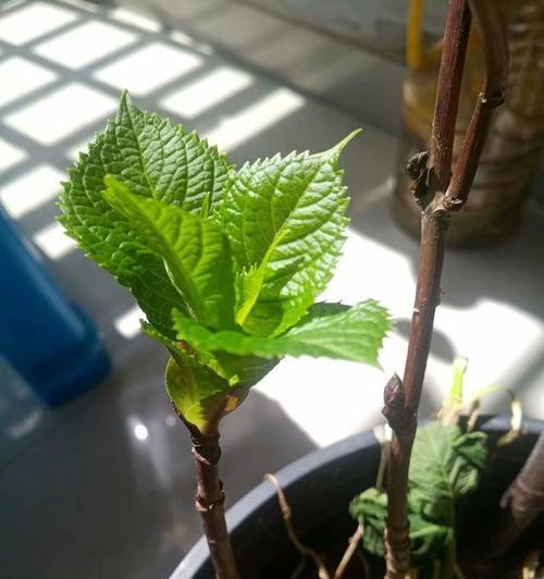 探究绣球花的最佳扦插时间（以时间为关键）