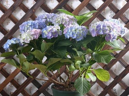 绣球花的浇水时间和正确方法（让绣球花远离“水荒”——浇水小贴士）