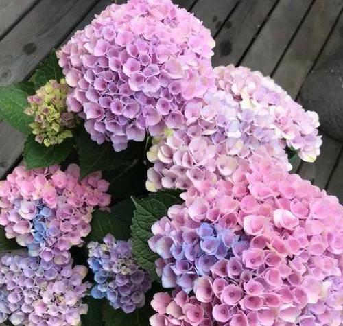 绣球花的浇水时间和正确方法（让绣球花远离“水荒”——浇水小贴士）